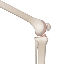 Illustration of Anatomy of knee isolated on white, illustration