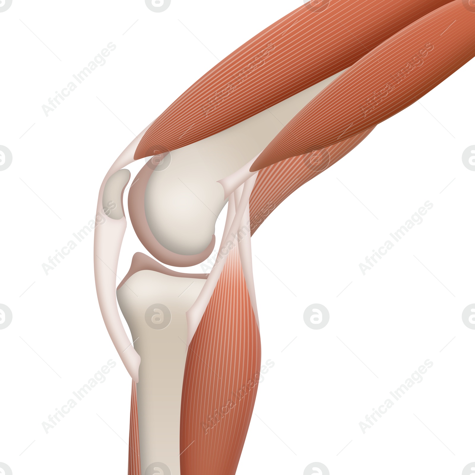 Anatomy of knee isolated on white, illustration Illustration of Anatomy of knee isolated on white, illustration