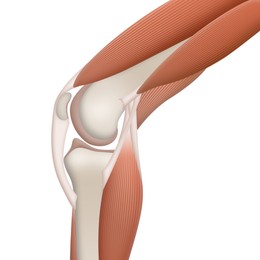 Illustration of Anatomy of knee isolated on white, illustration