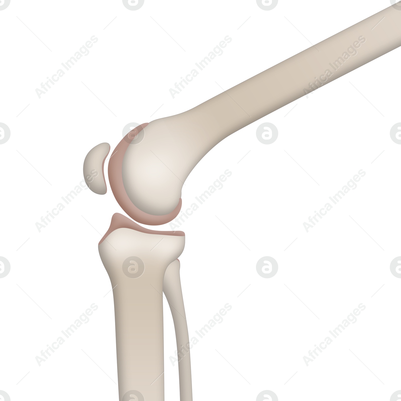 Anatomy of knee isolated on white, illustration Illustration of Anatomy of knee isolated on white, illustration