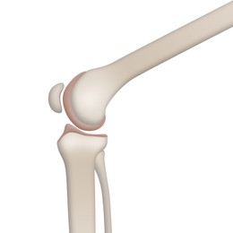 Illustration of Anatomy of knee isolated on white, illustration