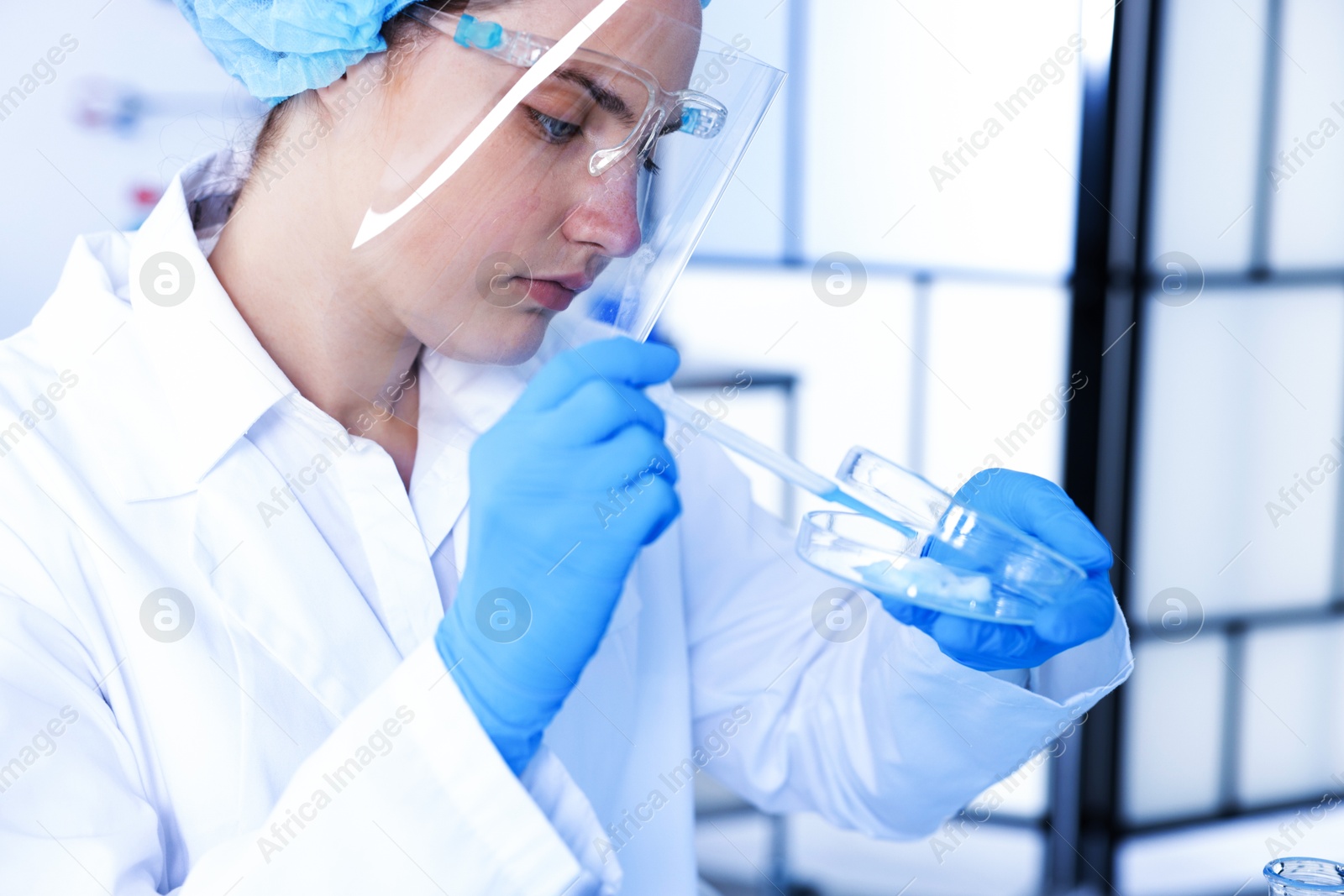 Scientist working with sample in Petri dish in laboratory Photo of Scientist working with sample in Petri dish in laboratory
