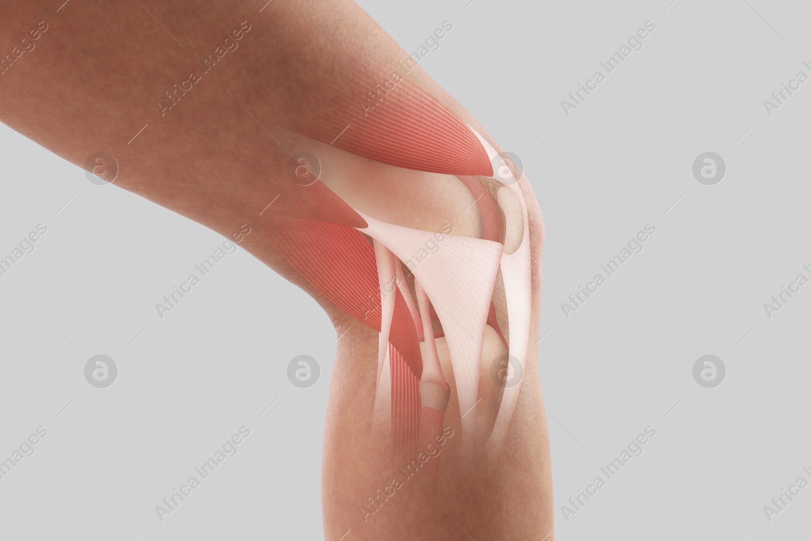 Anatomy of knee. Woman with illustration on her leg against grey background, closeup Image of Anatomy of knee. Woman with illustration on her leg against grey background, closeup