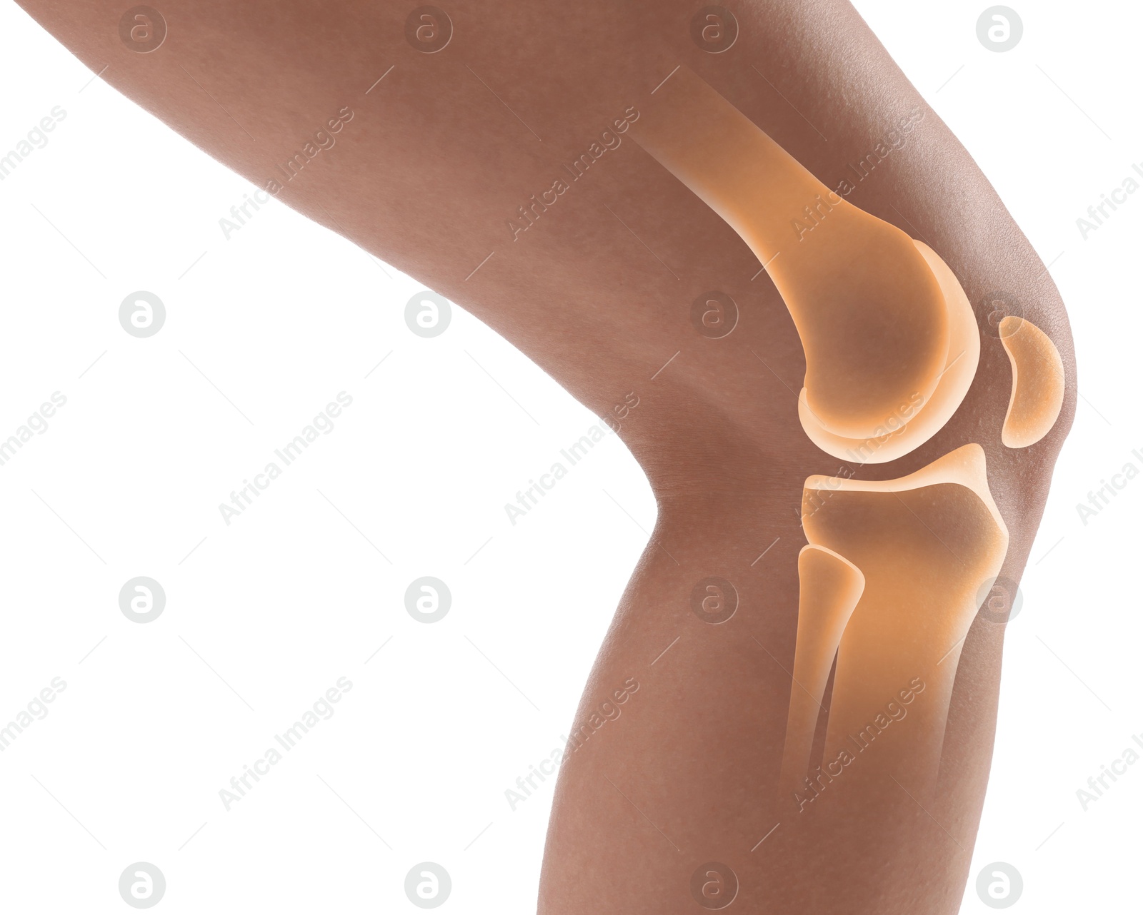 Anatomy of knee. Woman with illustration on her leg against white background, closeup Image of Anatomy of knee. Woman with illustration on her leg against white background, closeup