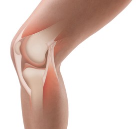 Image of Anatomy of knee. Woman with illustration on her leg against white background, closeup