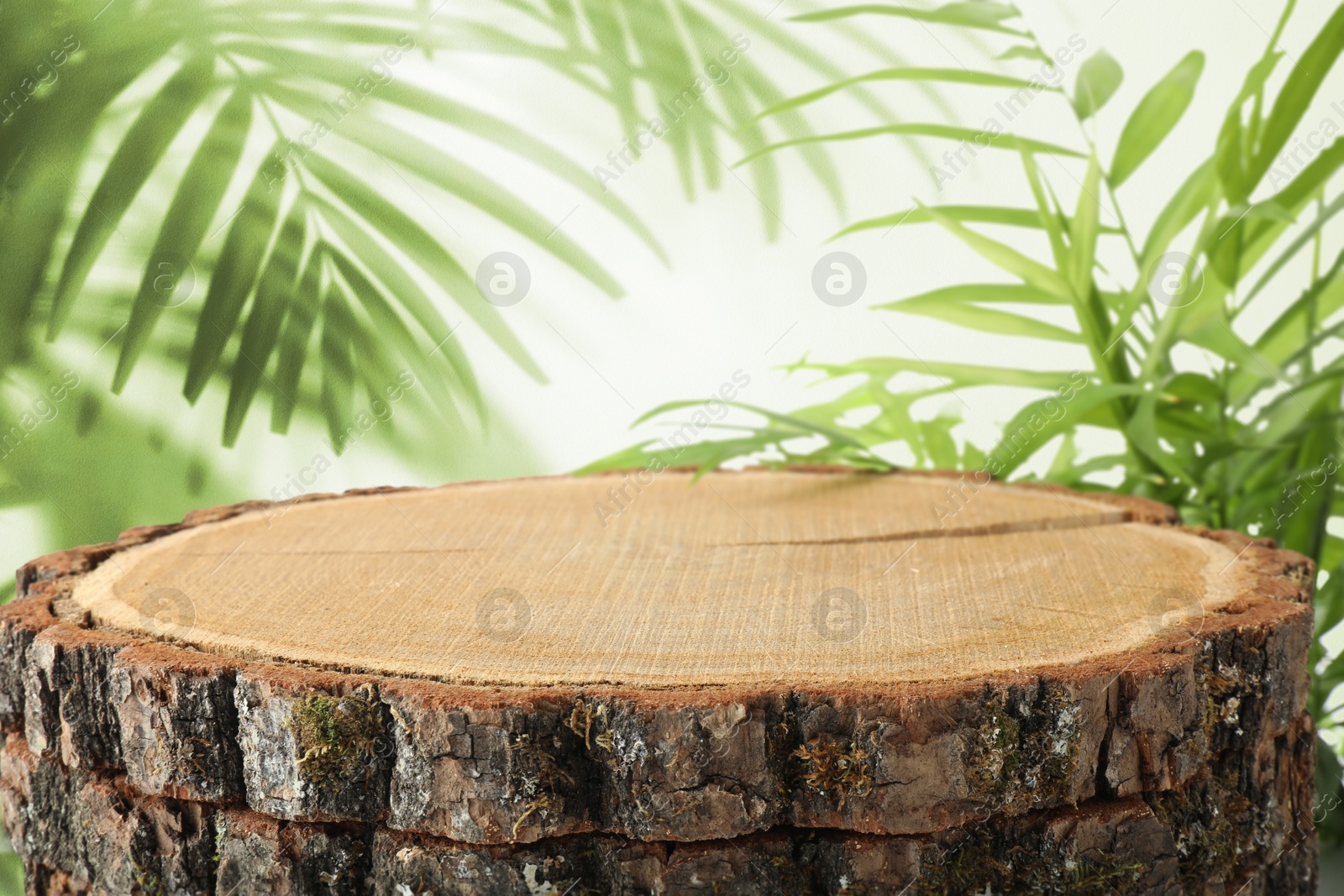 Tree stump as podium for product presentation surrounded by green leaves. Space for design Image of Tree stump as podium for product presentation surrounded by green leaves. Space for design