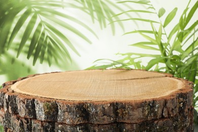 Image of Tree stump as podium for product presentation surrounded by green leaves. Space for design