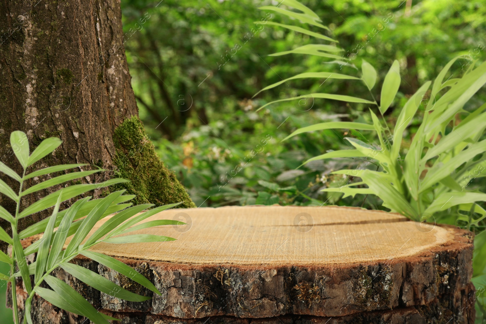 Tree stump as podium for product presentation surrounded by green leaves in forest. Space for design Image of Tree stump as podium for product presentation surrounded by green leaves in forest. Space for design