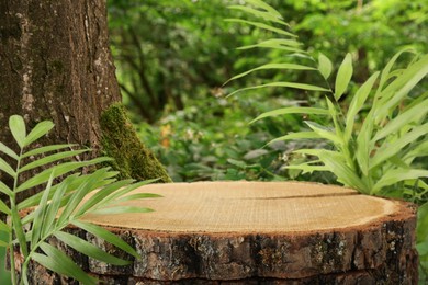 Image of Tree stump as podium for product presentation surrounded by green leaves in forest. Space for design