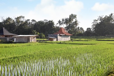 Photo of Rice plants ripening in paddy field on sunny day