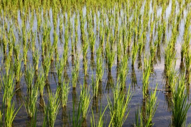 Photo of Rice plants ripening in paddy field on sunny day, closeup
