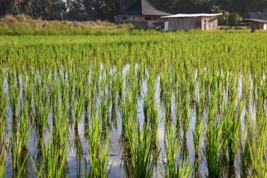 Photo of Rice plants ripening in paddy field on sunny day, closeup