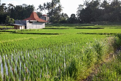 Photo of Rice plants ripening in paddy field on sunny day