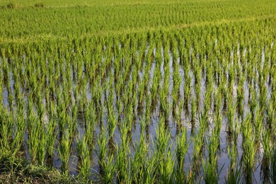 Photo of Rice plants ripening in paddy field on sunny day