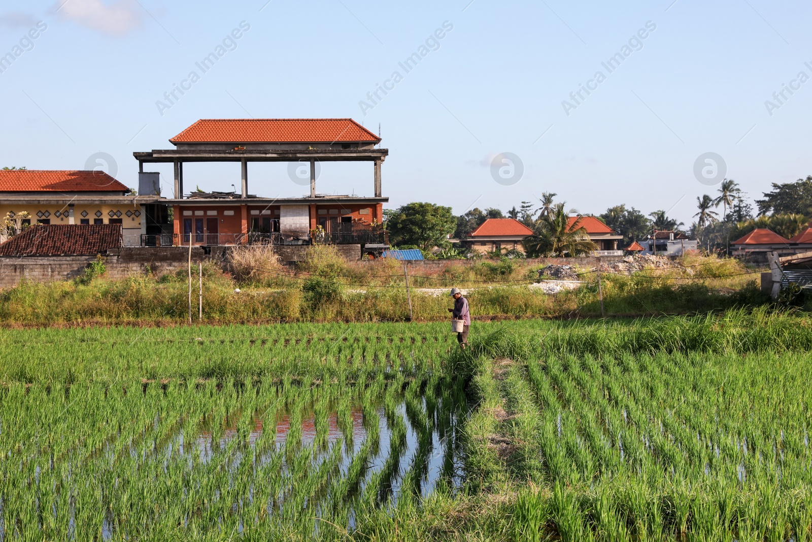 Rice plants ripening in paddy field on sunny day Photo of Rice plants ripening in paddy field on sunny day