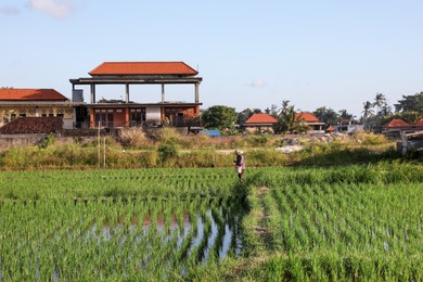 Photo of Rice plants ripening in paddy field on sunny day