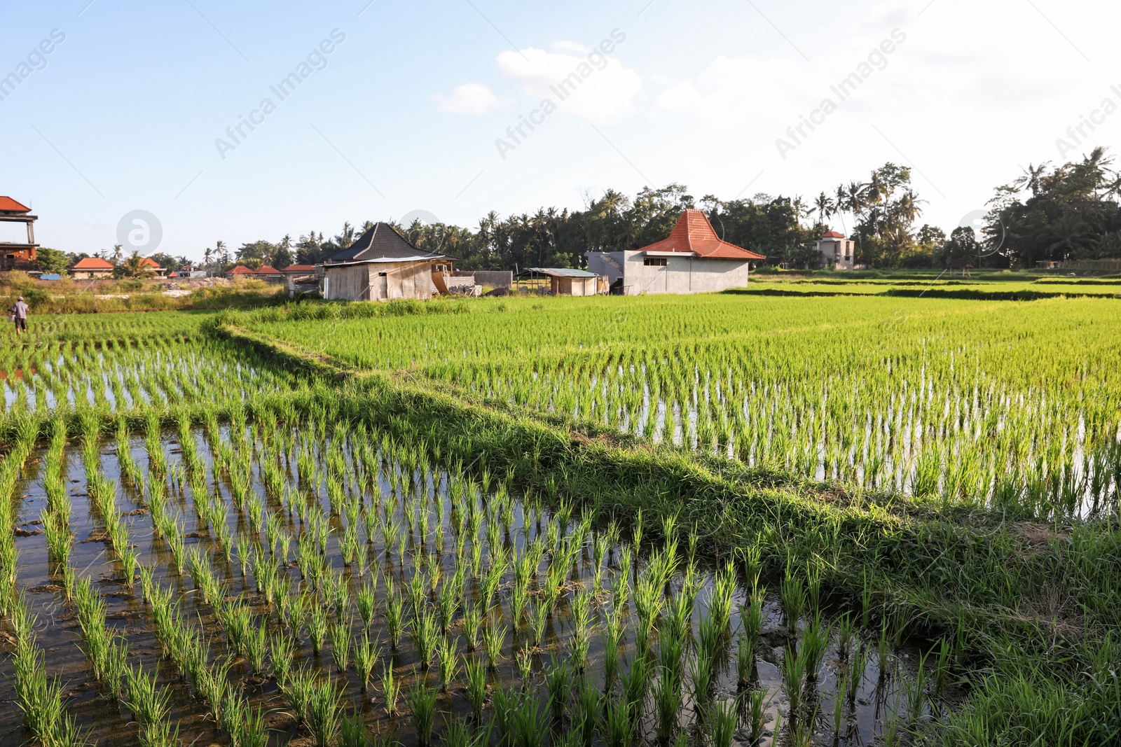 Rice plants ripening in paddy field on sunny day Photo of Rice plants ripening in paddy field on sunny day