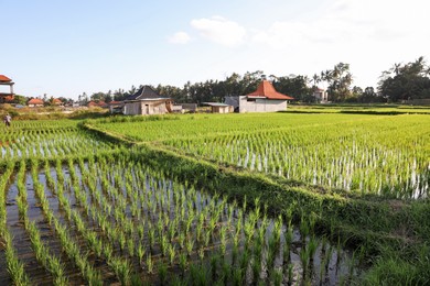 Photo of Rice plants ripening in paddy field on sunny day