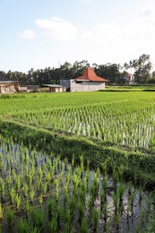 Photo of Rice plants ripening in paddy field on sunny day