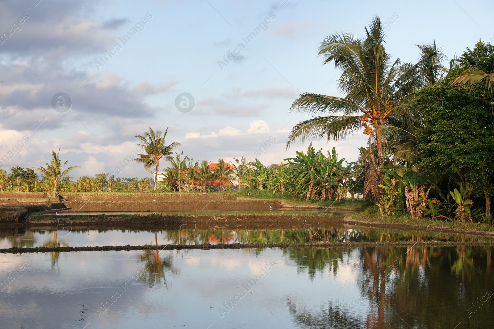 Picturesque view of paddy field on sunny day Photo of Picturesque view of paddy field on sunny day