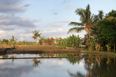 Photo of Picturesque view of paddy field on sunny day