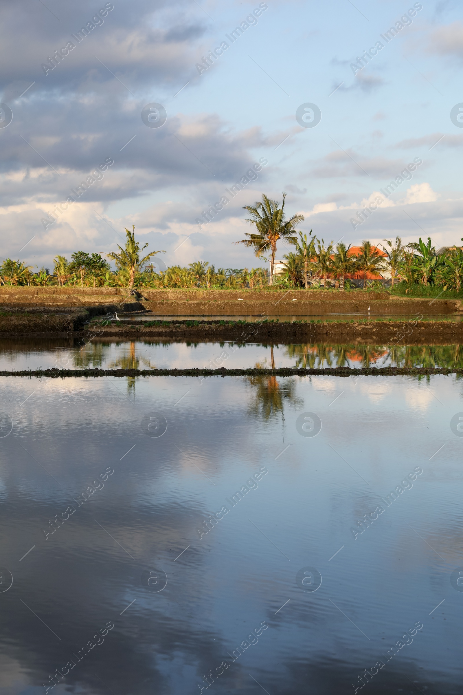 Picturesque view of paddy field on sunny day Photo of Picturesque view of paddy field on sunny day