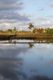 Photo of Picturesque view of paddy field on sunny day