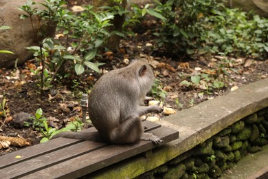 Photo of Cute monkey eating corn on wooden bench outdoors