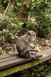 Photo of Cute monkey eating corn on wooden bench outdoors