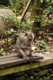 Photo of Cute monkey eating corn on wooden bench outdoors