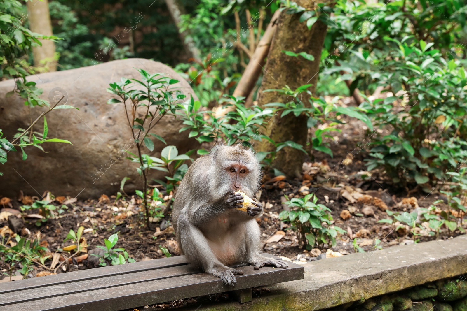 Cute monkey eating corn on wooden bench outdoors Photo of Cute monkey eating corn on wooden bench outdoors