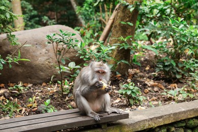 Photo of Cute monkey eating corn on wooden bench outdoors