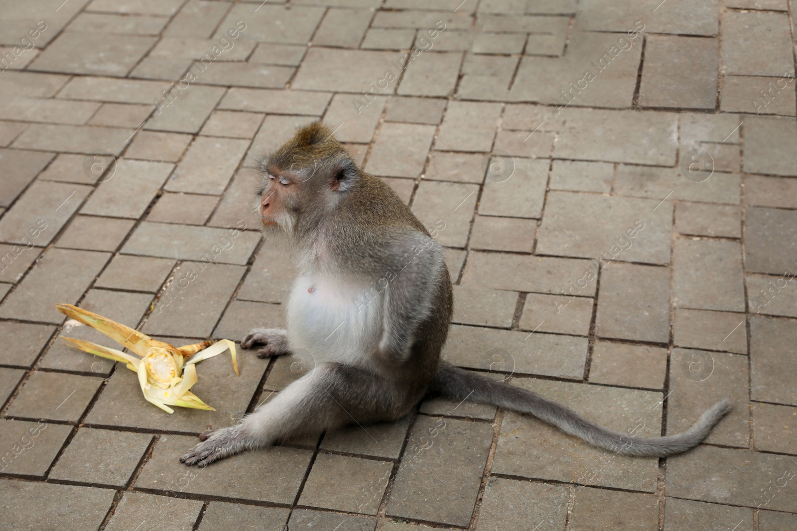 Cute monkey sitting with corn on pavement in park Photo of Cute monkey sitting with corn on pavement in park