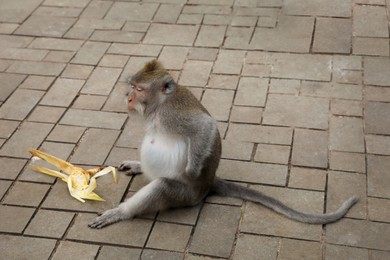 Photo of Cute monkey sitting with corn on pavement in park