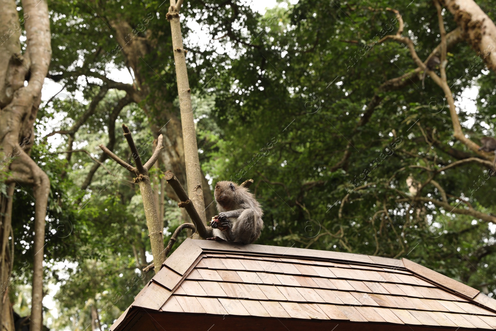 Cute monkey with food sitting on roof outdoors Photo of Cute monkey with food sitting on roof outdoors