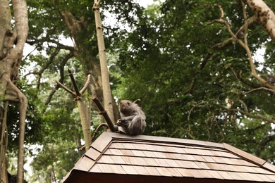 Photo of Cute monkey with food sitting on roof outdoors