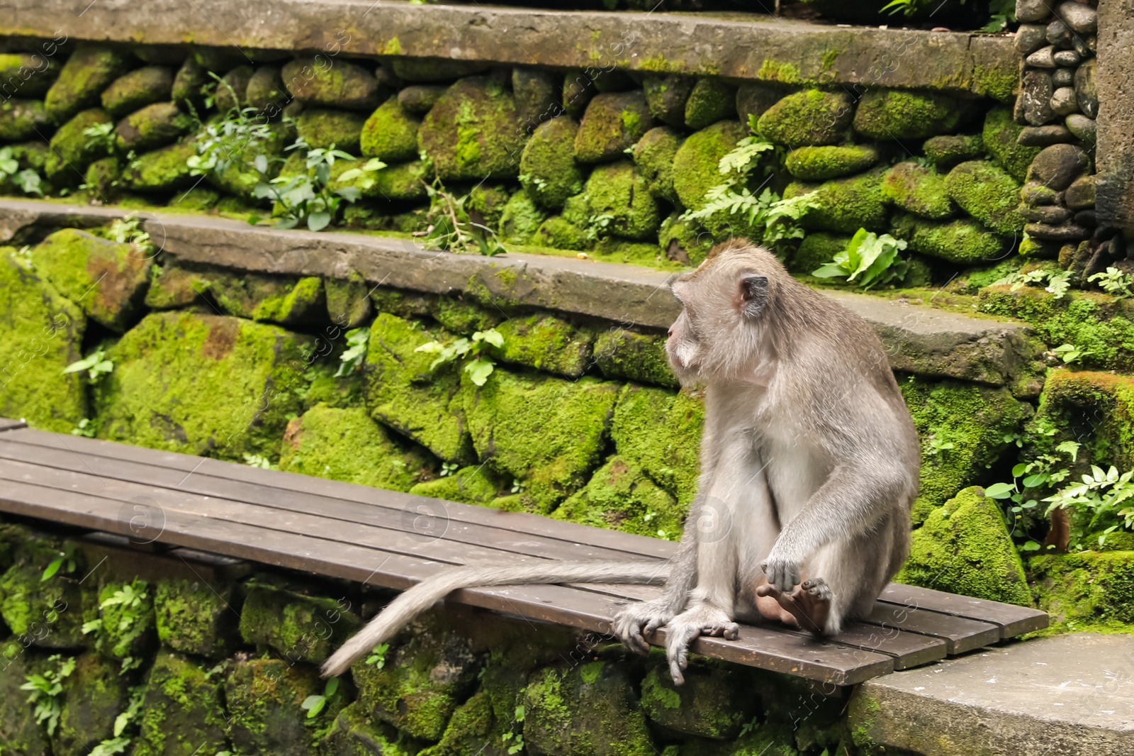 Cute monkey sitting on wooden bench outdoors, space for text Photo of Cute monkey sitting on wooden bench outdoors, space for text