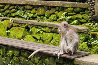 Photo of Cute monkey sitting on wooden bench outdoors, space for text