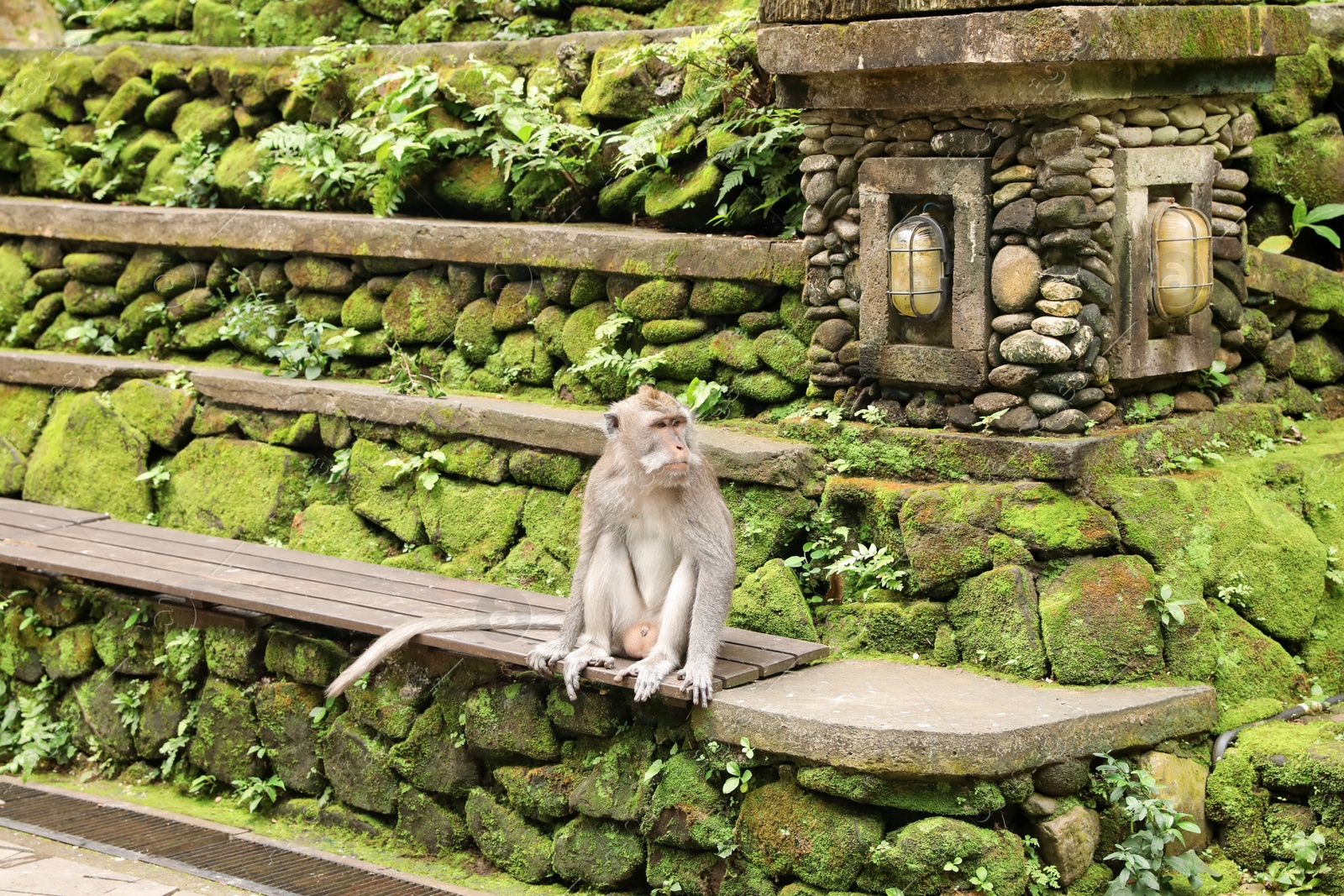 Cute monkey sitting on wooden bench outdoors Photo of Cute monkey sitting on wooden bench outdoors