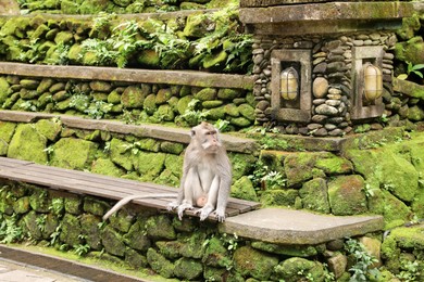 Photo of Cute monkey sitting on wooden bench outdoors