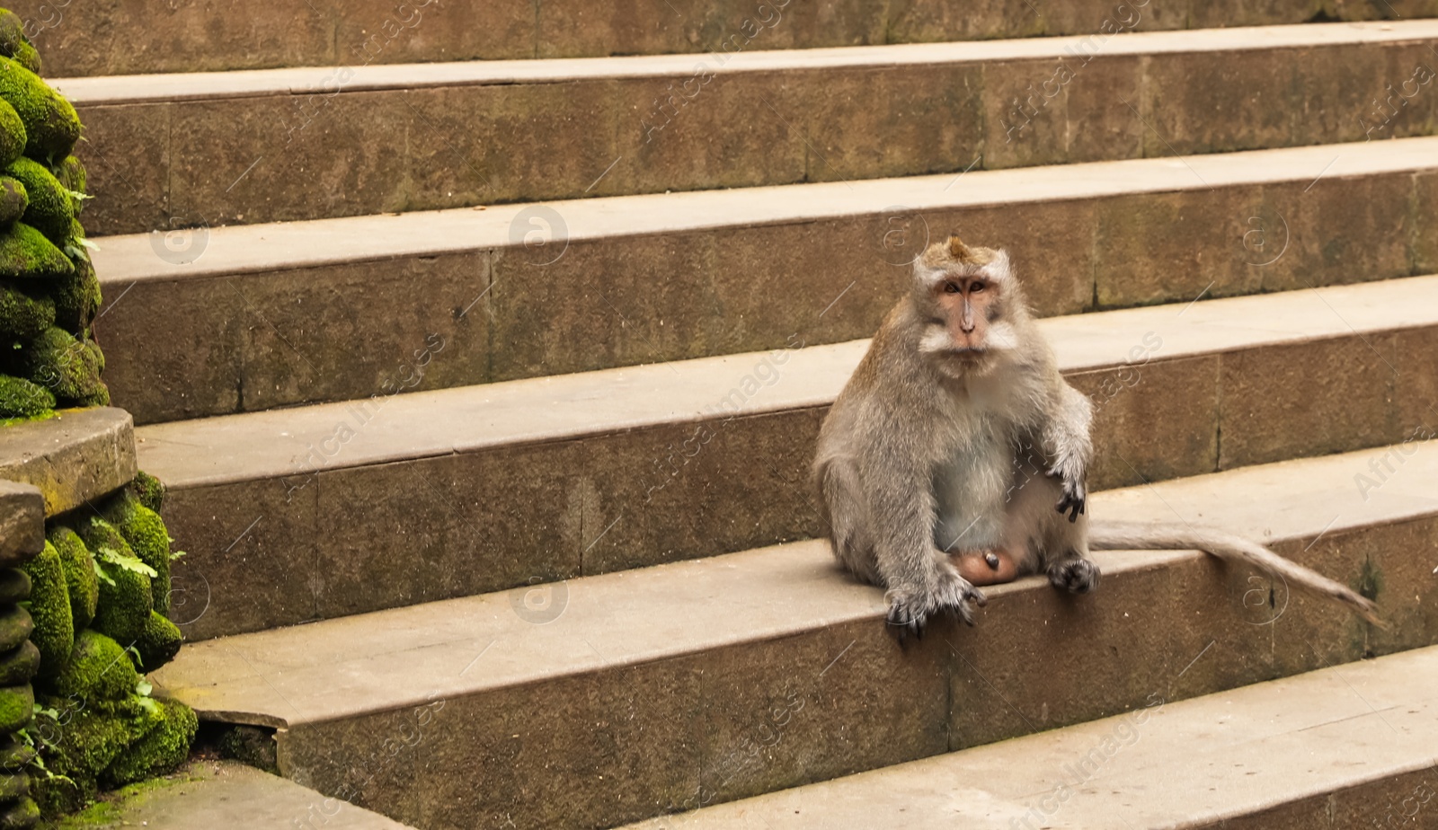 Cute monkey sitting on stone stairs outdoors Photo of Cute monkey sitting on stone stairs outdoors