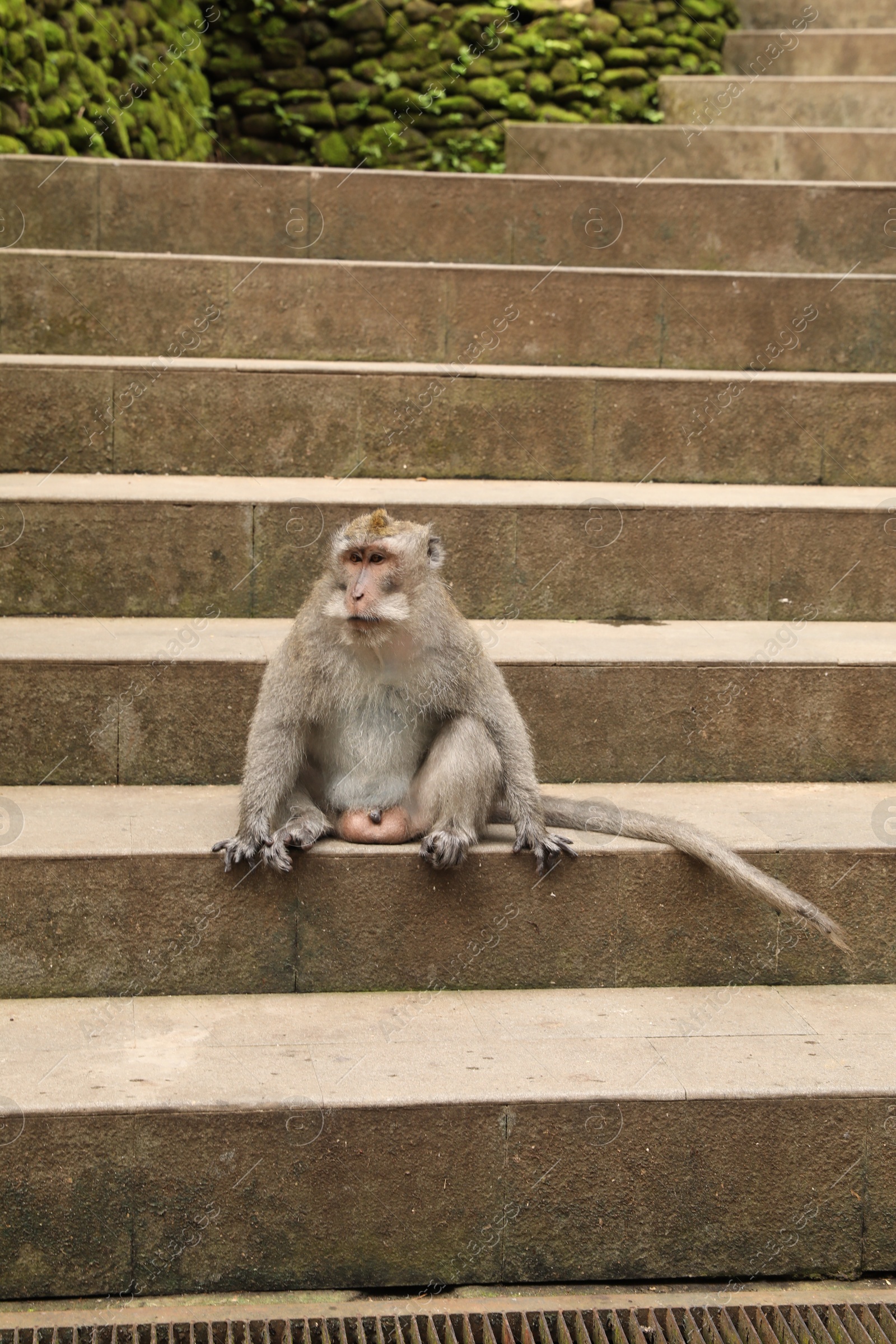 Cute monkey sitting on stone stairs outdoors Photo of Cute monkey sitting on stone stairs outdoors
