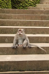Photo of Cute monkey sitting on stone stairs outdoors