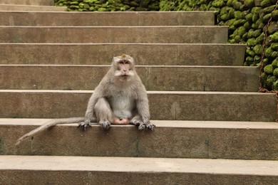 Photo of Cute monkey sitting on stone stairs outdoors
