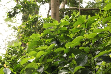 Photo of Beautiful lush tropical greenery growing in park, closeup