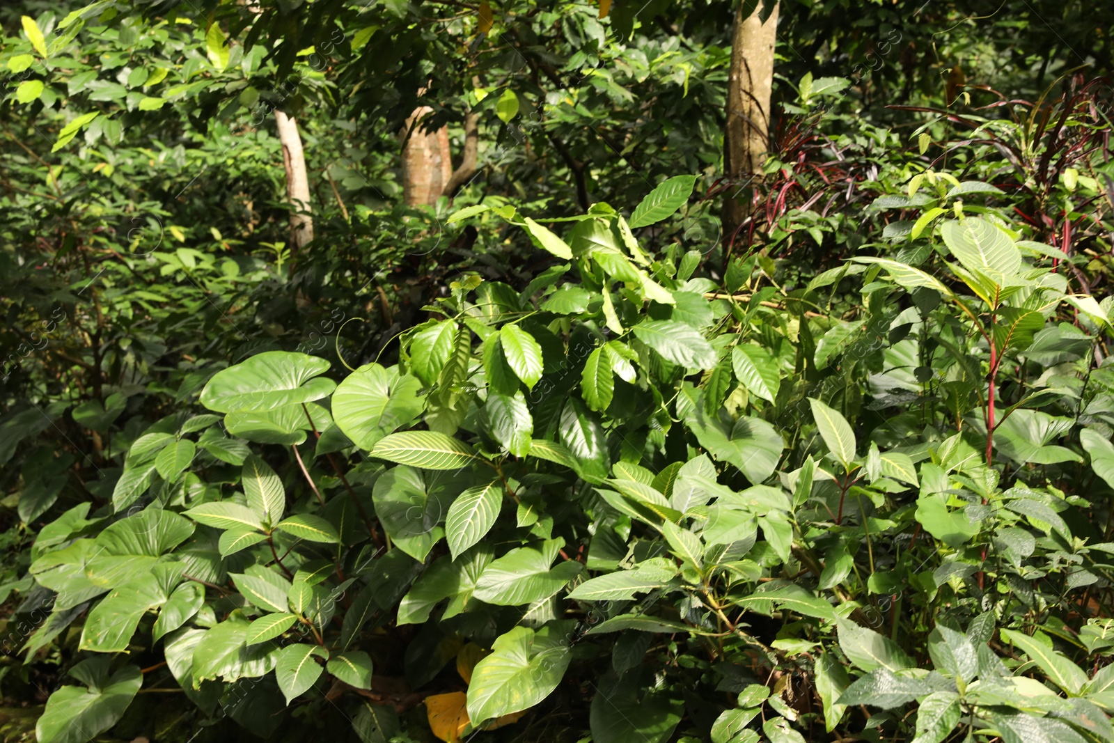 Beautiful lush tropical greenery growing in park, closeup Photo of Beautiful lush tropical greenery growing in park, closeup