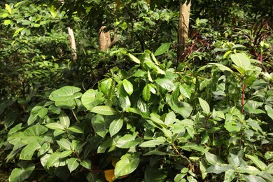 Photo of Beautiful lush tropical greenery growing in park, closeup