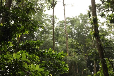 Photo of Beautiful lush tropical trees growing in park