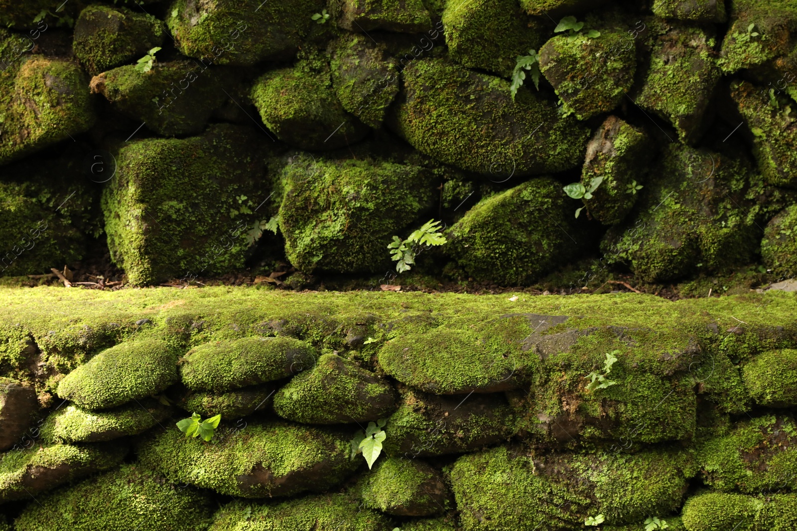Rocks overgrown with moss in park, closeup Photo of Rocks overgrown with moss in park, closeup