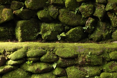 Photo of Rocks overgrown with moss in park, closeup